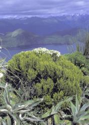 Veronica poppelwellii. Habit. Mt Cuthbert, Fiordland.
 Image: M.J. Bayly © Te Papa CC-BY-NC 3.0 NZ
